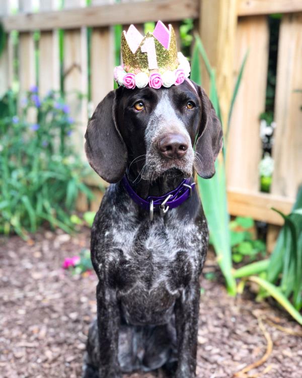 /Images/uploads/Southeast German Shorthaired Pointer Rescue/segspcalendarcontest2018/entries/9024thumb.jpg